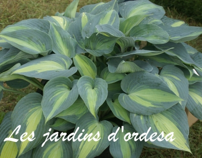 Hosta catherine